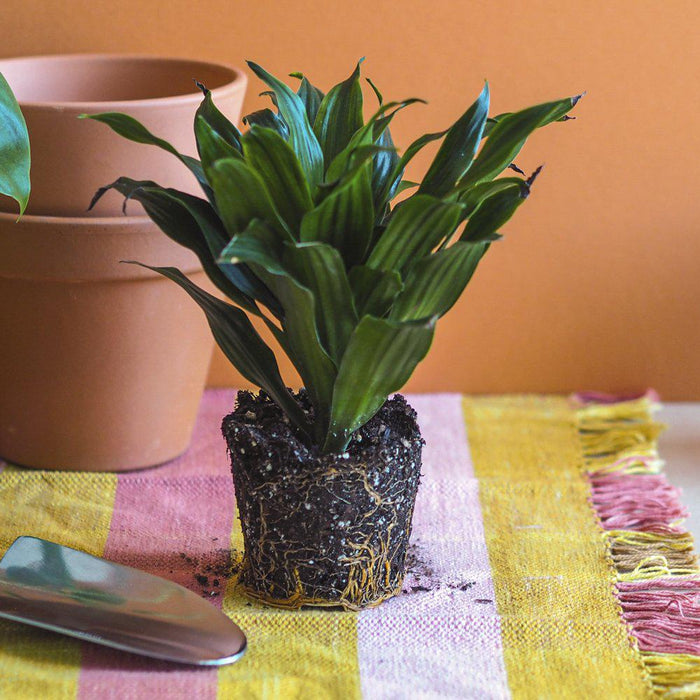 10 Houseplant Instagrams to Follow Right Now