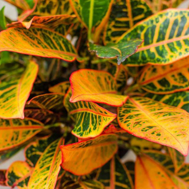 Five Attractive Houseplants to decorate with this Fall