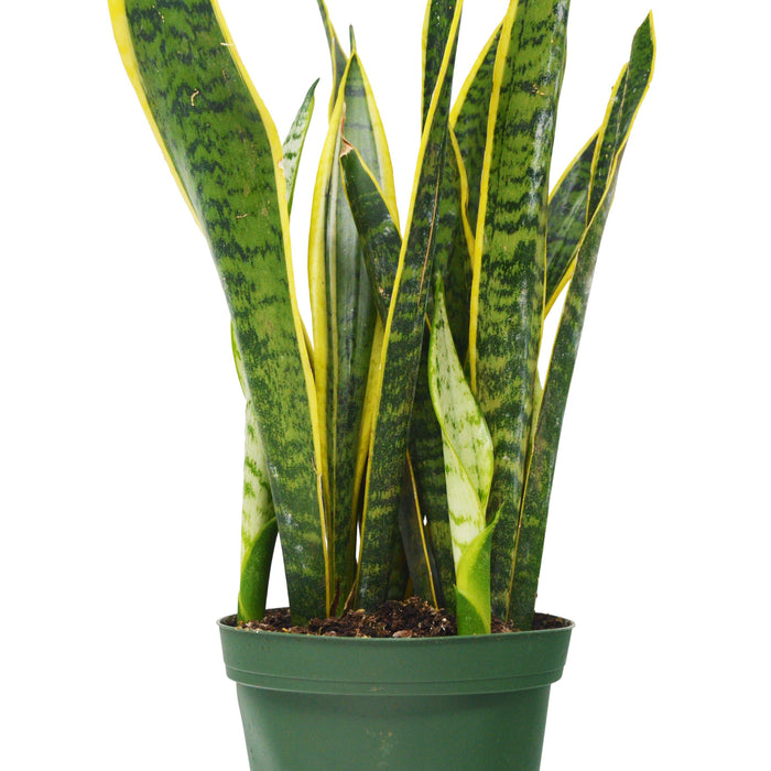 Why we love the 'Snake Plant' - Sansevieria - Mother-in-Law's Tongue