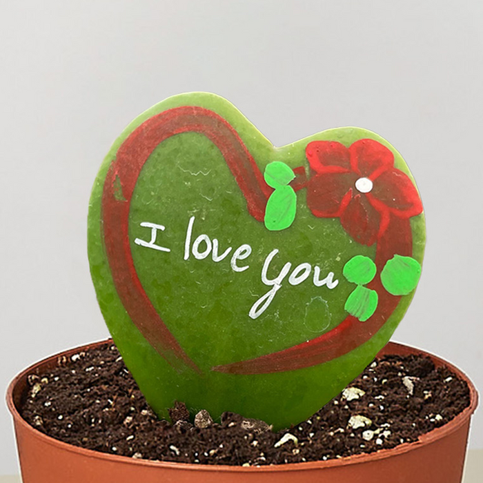 Hoya Heart - "I Love You" Special Painted Hoya