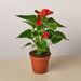 4" potted Anthurium Red
