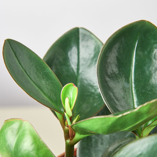 Peperomia Red Edge - House Plant Shop