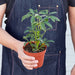 Schefflera 'Moonlight' - House Plant Shop