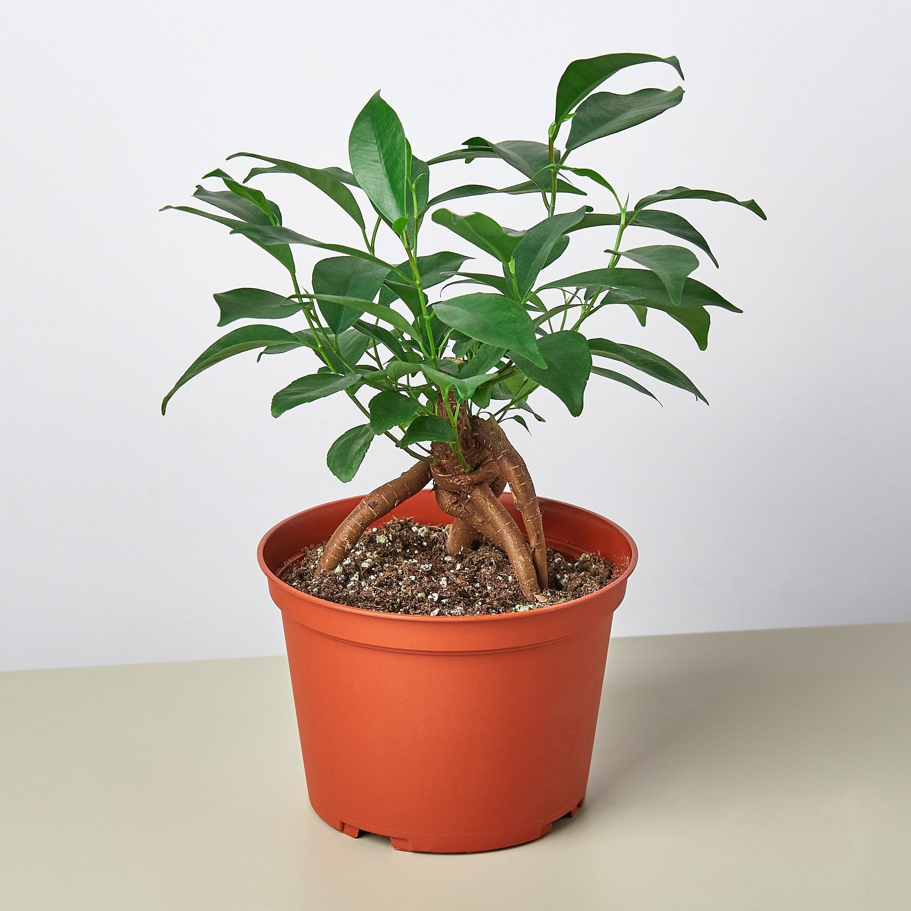 Mature Succulent Plant Ficus Ginseng. A uniquely shaped plant. -   Portugal