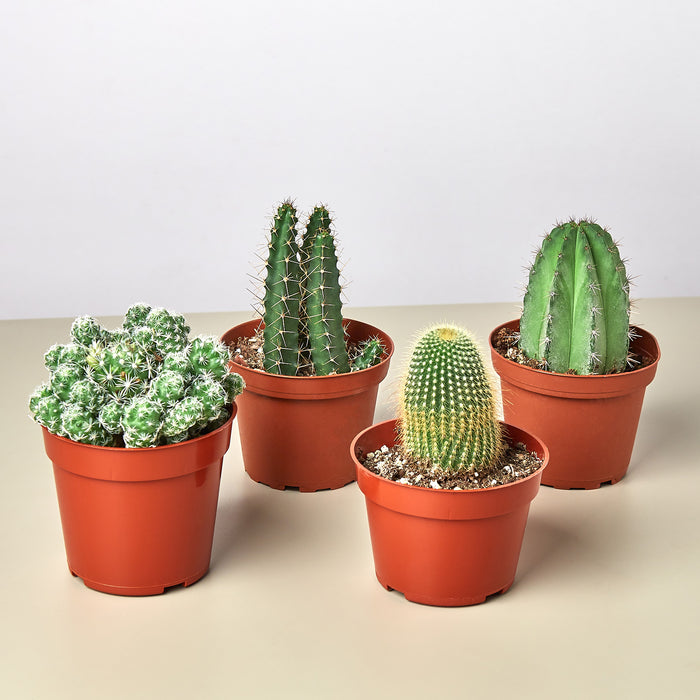4 Cacti Variety Bundle - 4.0" Pots - House Plant Shop