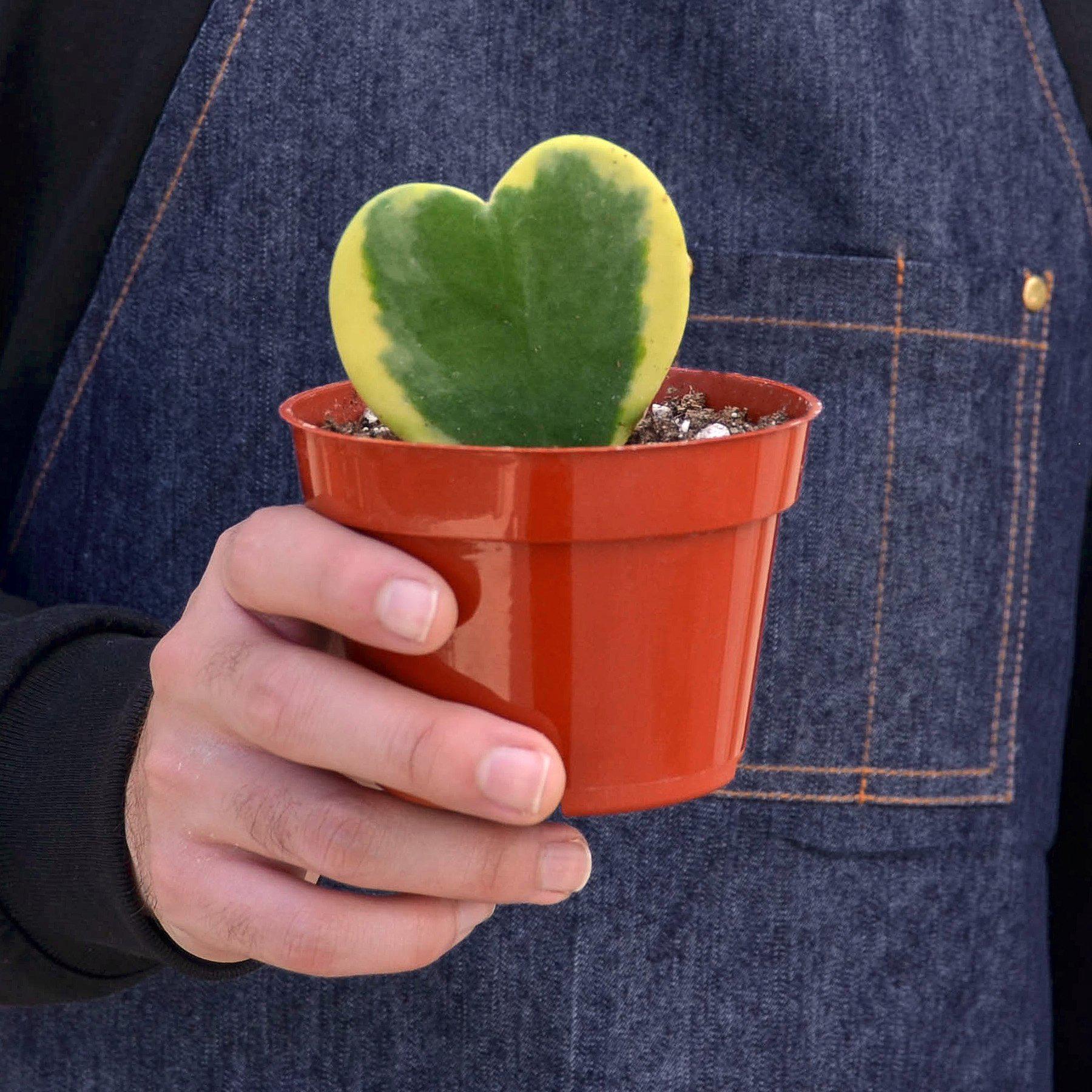 Hoya 'Sweetheart Variegated' - House Plant Shop