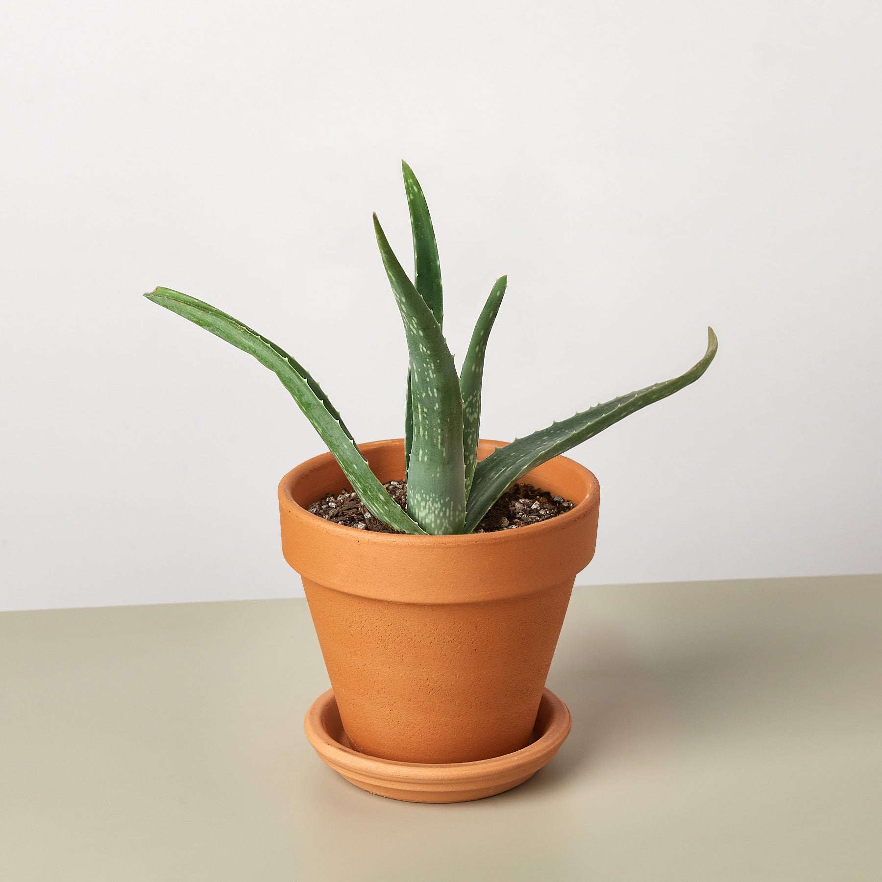 Green and Purple Spikey Aloe Vera in Cream Ribbed Clay Pot