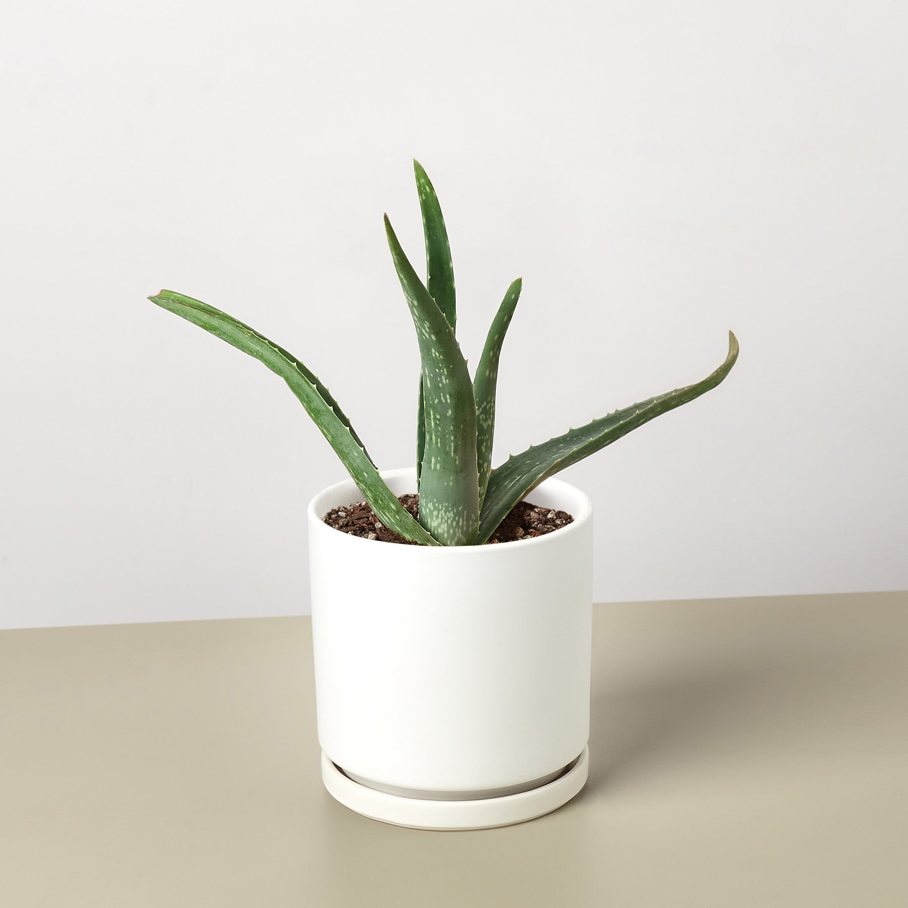 Green and Purple Spikey Aloe Vera in Cream Ribbed Clay Pot - Charlotte's  Interiors