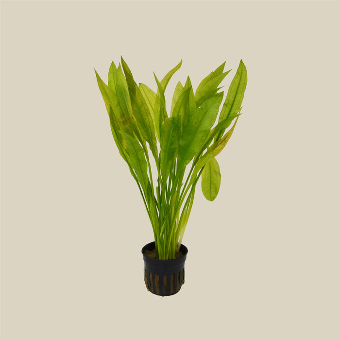 Aquatic Echinodorus Bleheri 'Amazon Sword' Plant - Pot