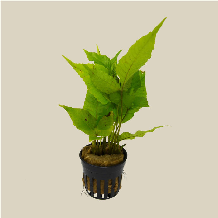 Aquatic 'Bolbitis Heteroclita' Plant - Pot