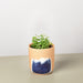Succulent 'String of Dolphins' - House Plant Shop