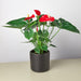 Anthurium 'Red' - House Plant Shop