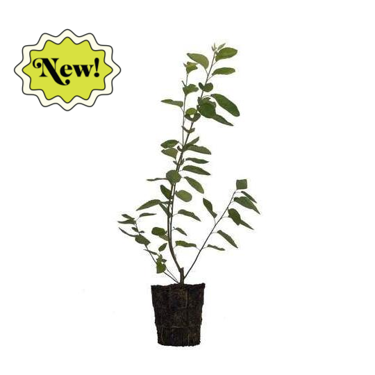 Serviceberry, Downy Tree - 6.5" Pot