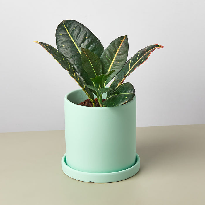 Matte Finish Cylinder Planter with Saucer