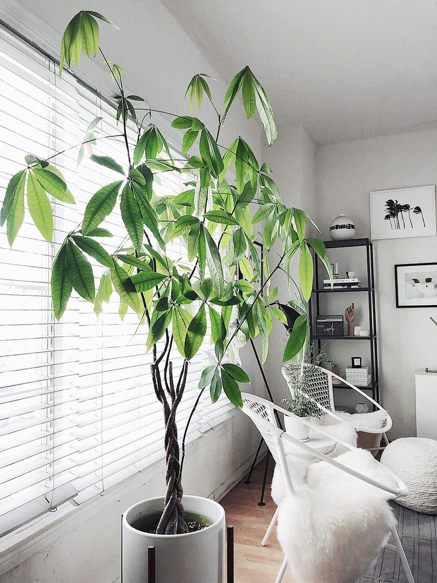 This Plant could make you Rich: 5 Facts about the Money Tree.