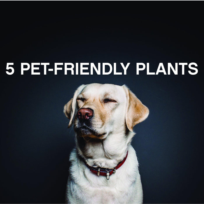 5 Pet-Friendly Plants for your home