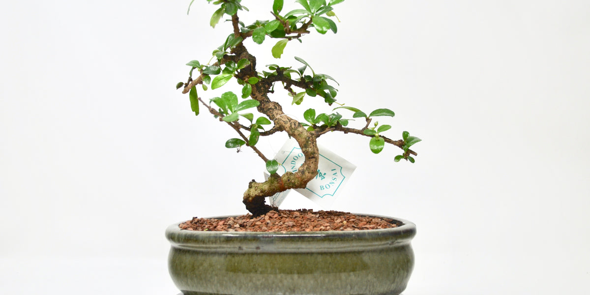 perückenstrauch bonsai zLarch Bonsai 2 – Stone Lantern main image 1