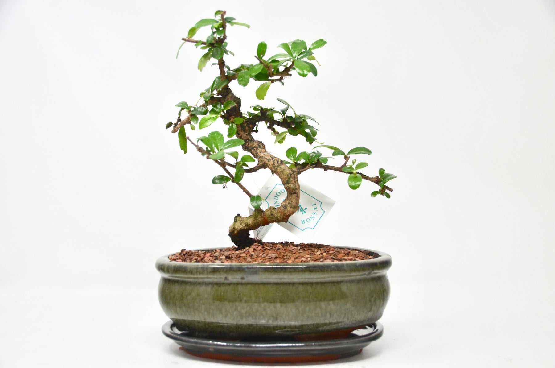 How to Care for Your Bonsai Tree