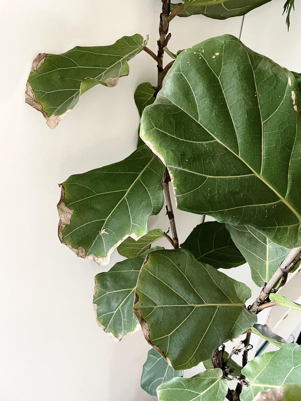 How to save Over-fertilized House Plants  House Plant Shop