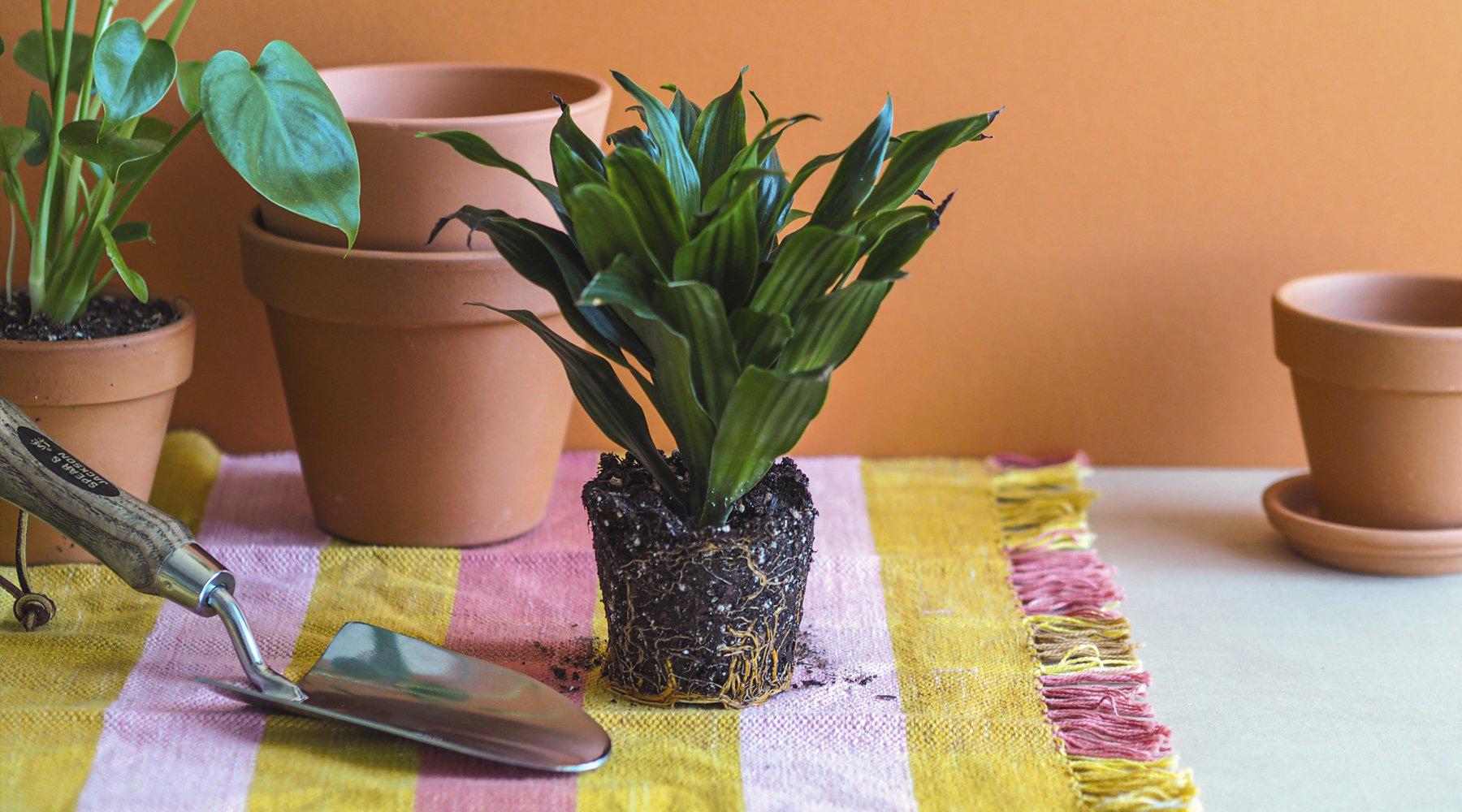 10 Houseplant Instagrams to Follow Right Now
