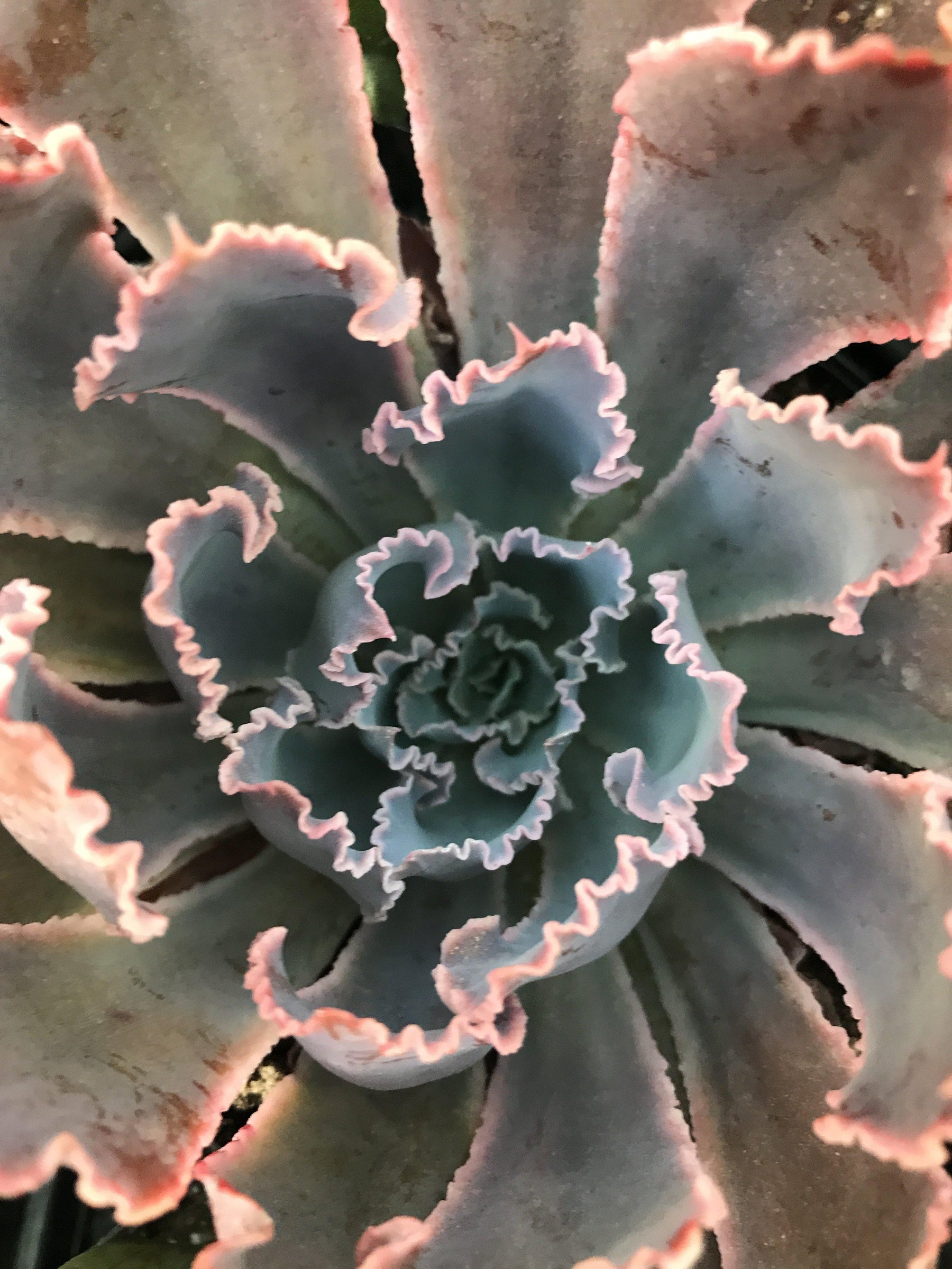 Adding a little color with houseplants