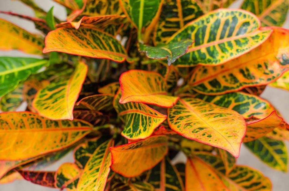 Five Attractive Houseplants to decorate with this Fall