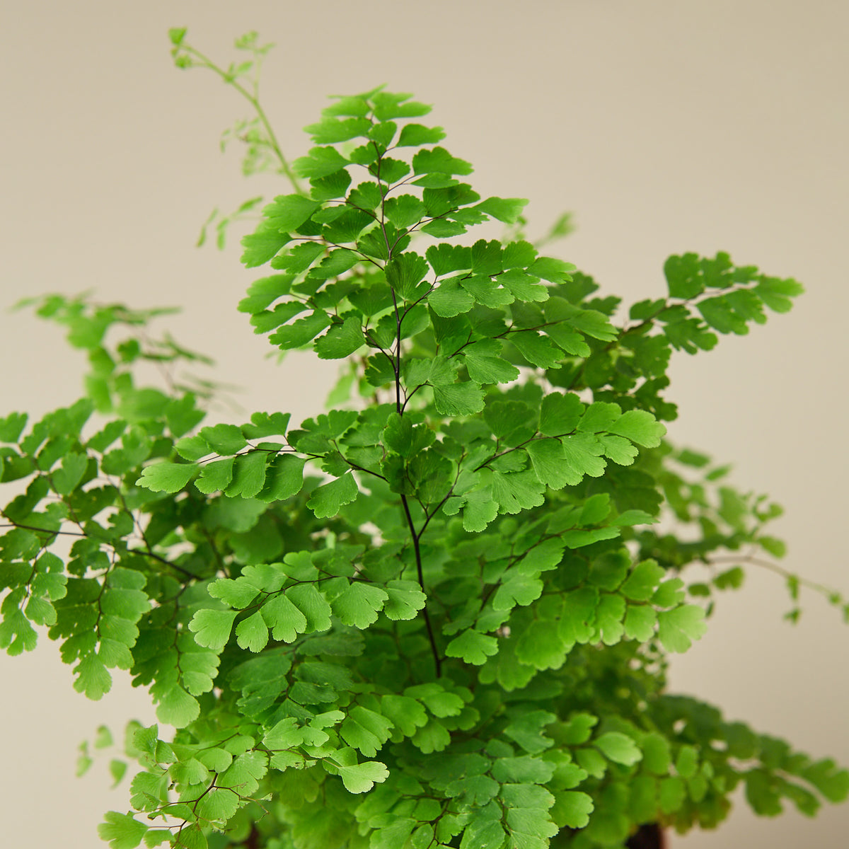 Fern Care — House Plant Shop