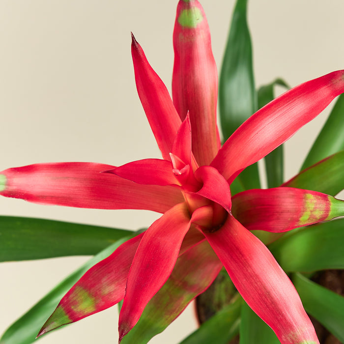 Guzmania (Bromeliad) Care