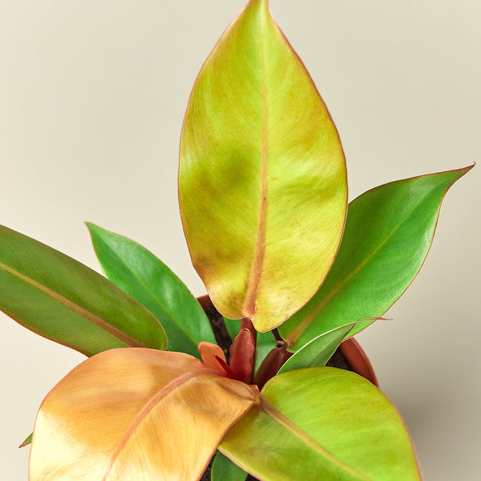 Philodendron Care