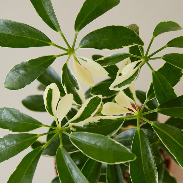 Schefflera Care