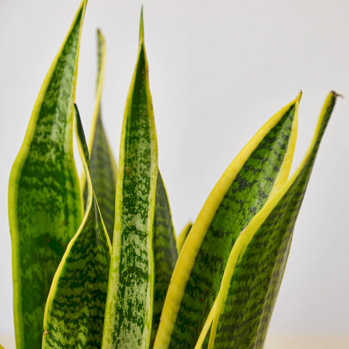 Snake Plant Care