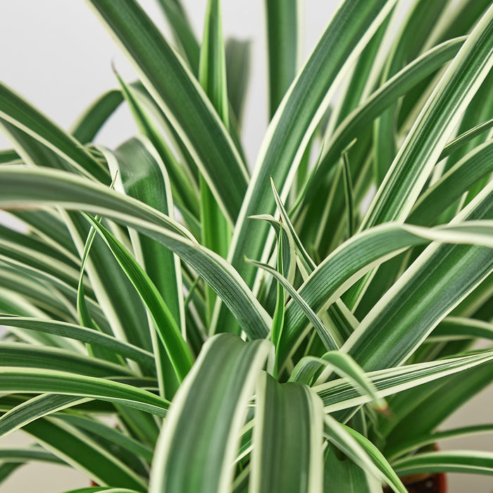 Spider Plant Care