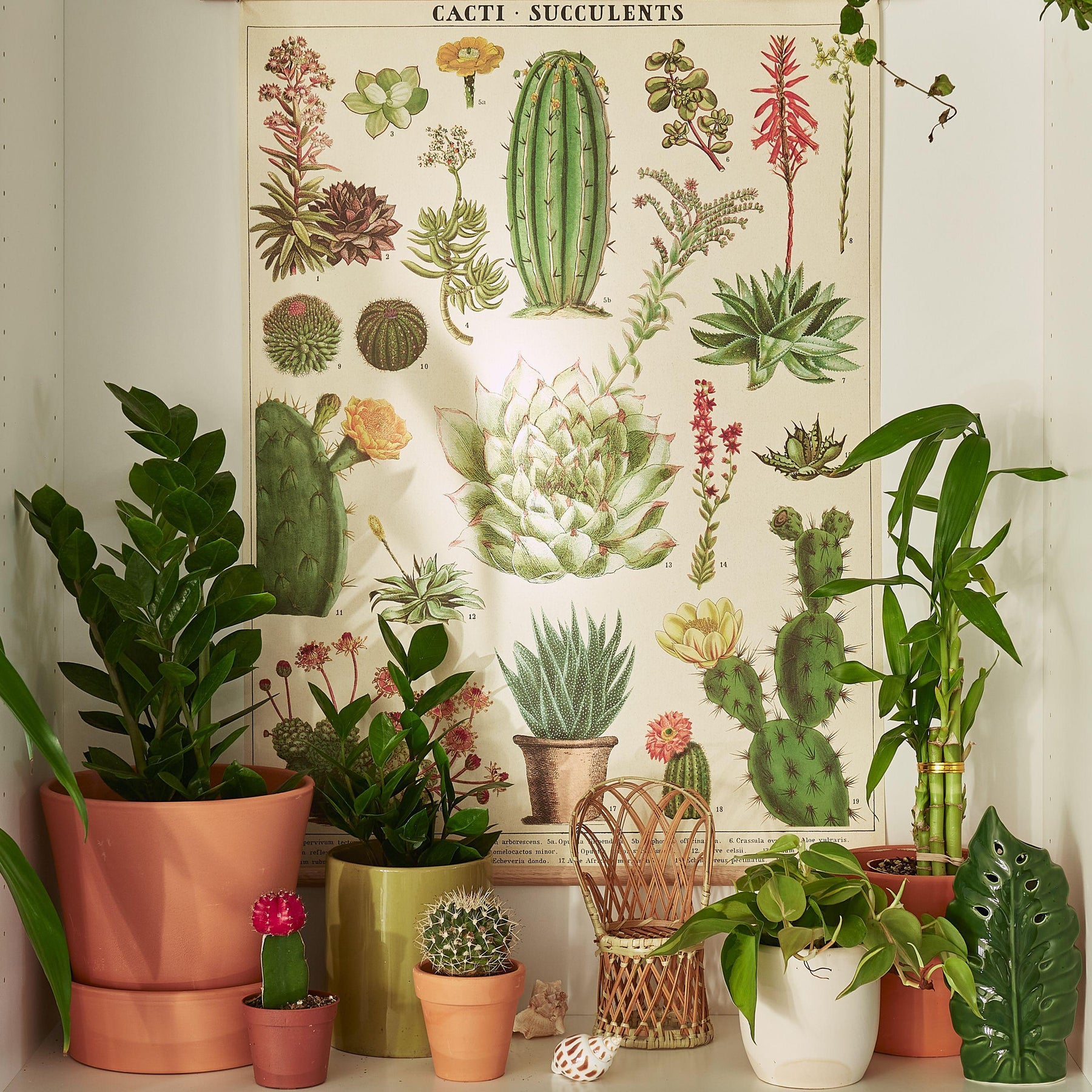 Houseplants that Thrive in the Dark.