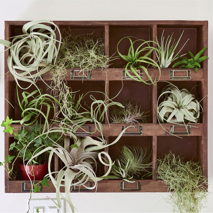 March is the Month for Air Plants!