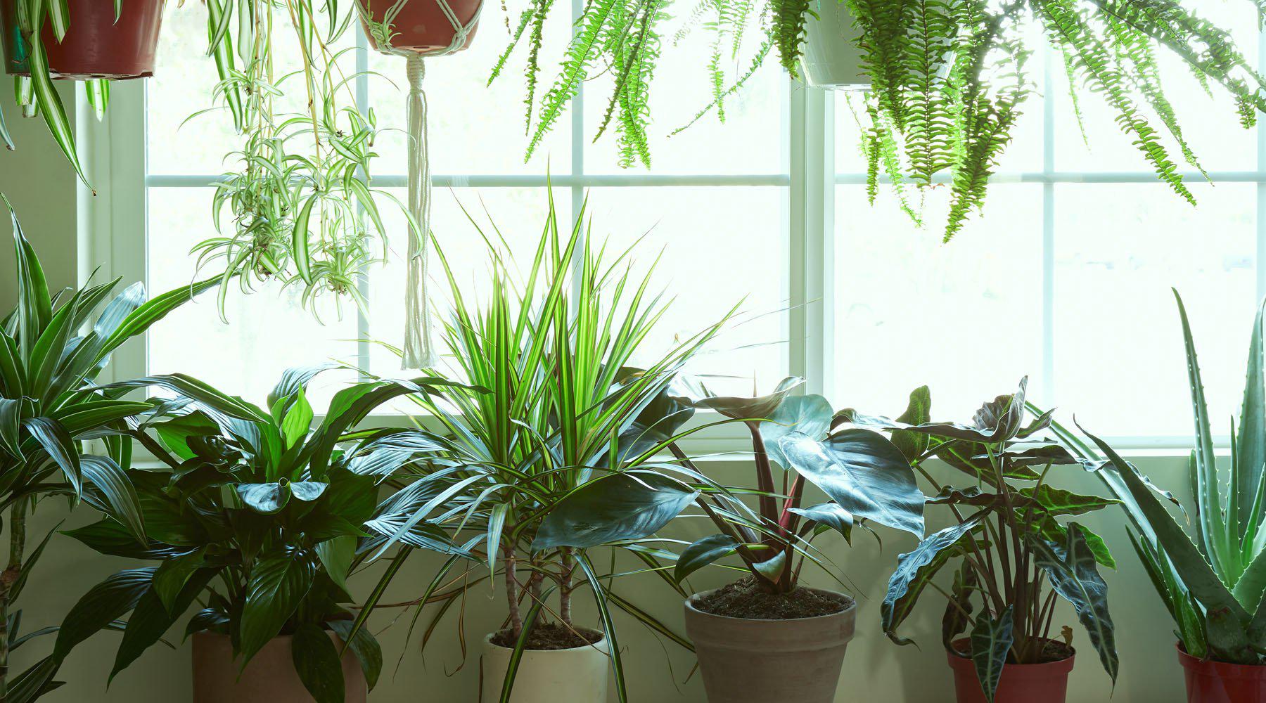 Proper Lighting and Placement in Your House for your Houseplants