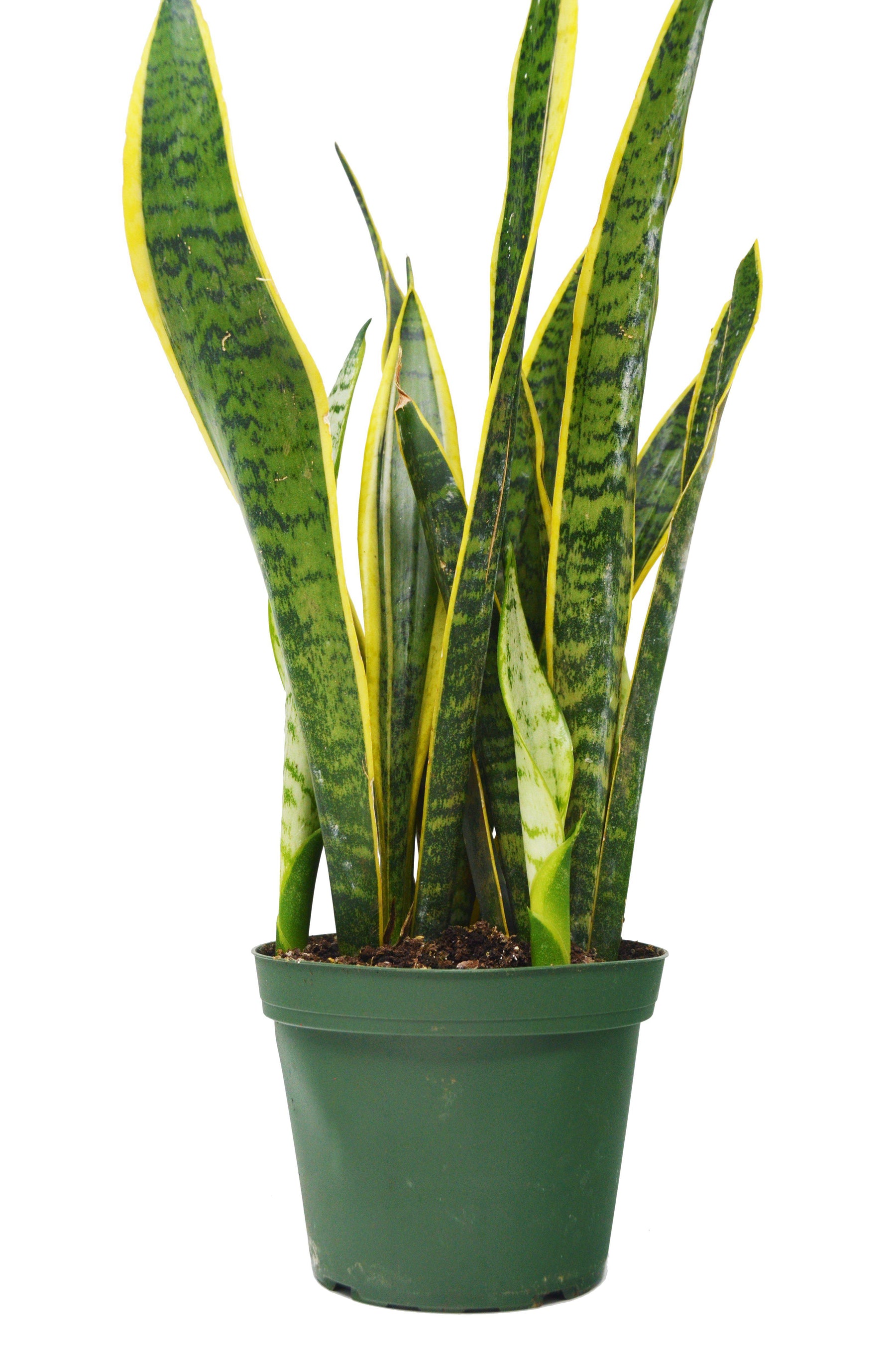 Why we love the 'Snake Plant' - Sansevieria - Mother-in-Law's Tongue