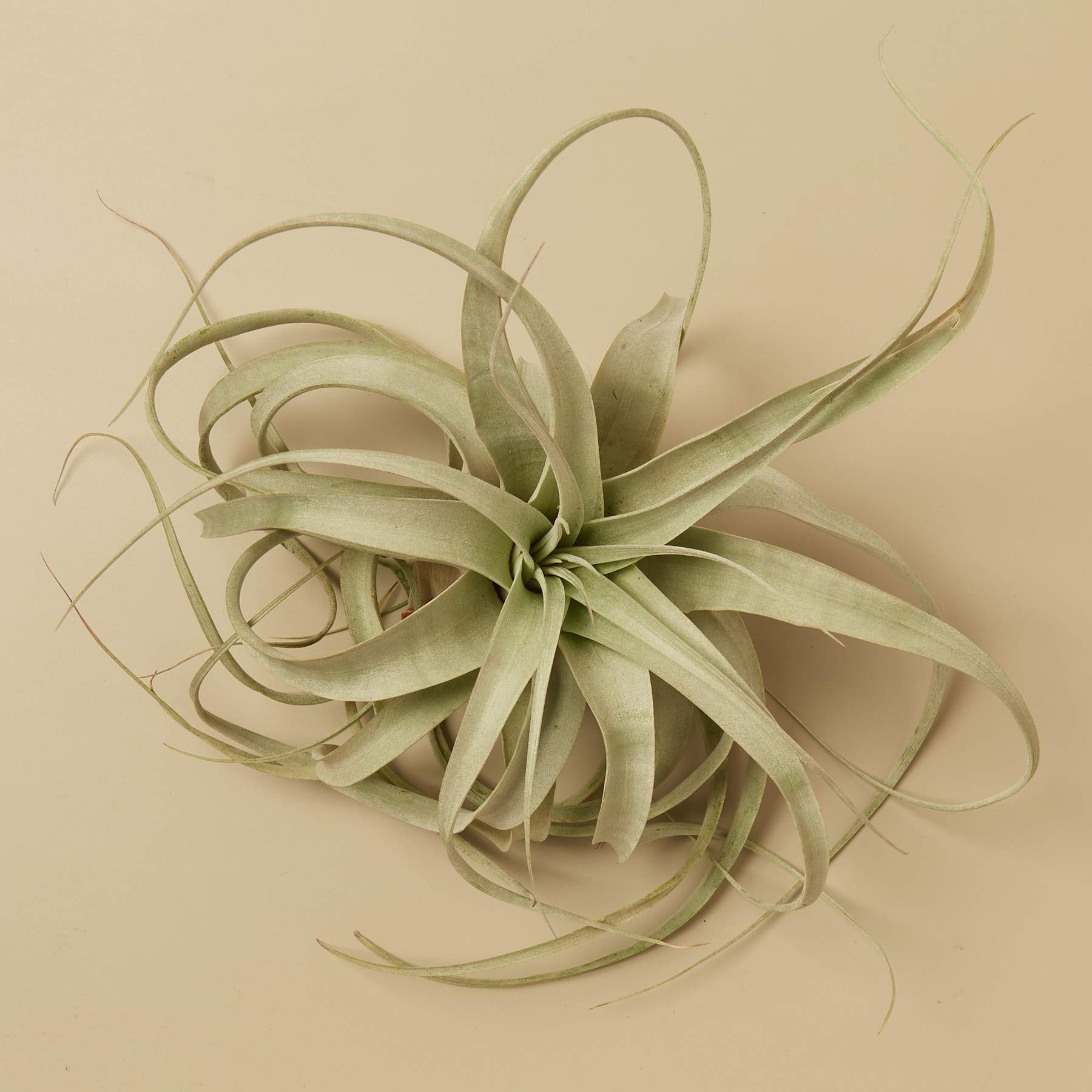 Air Plant Care