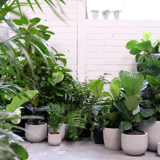 Best Indoor Summer Plants.