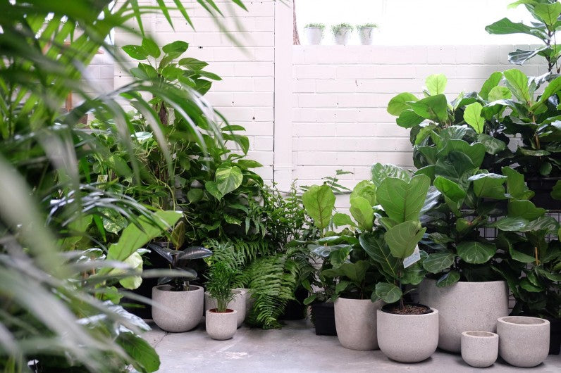 Best Indoor Summer Plants.
