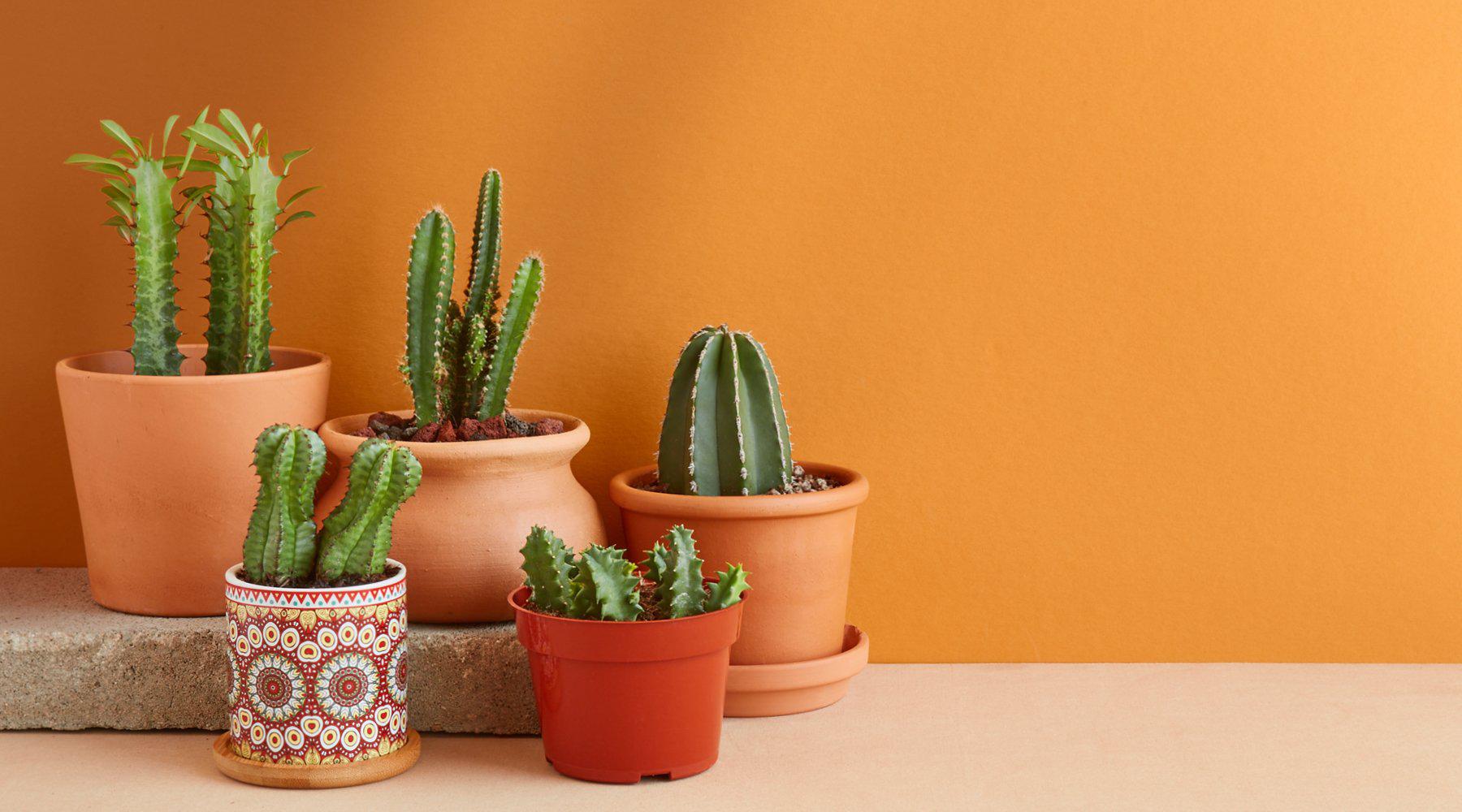 Caring for your New Cactus (Indoors)