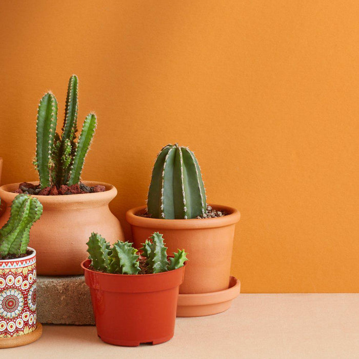 Caring for your New Cactus (Indoors)