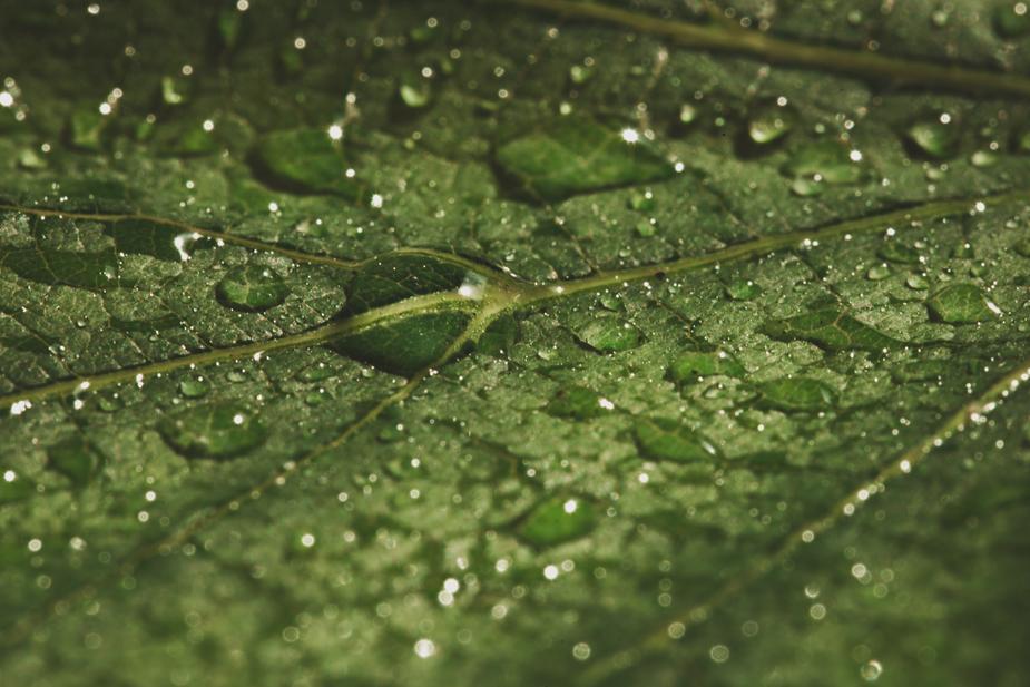 How to add humidity for your houseplants.