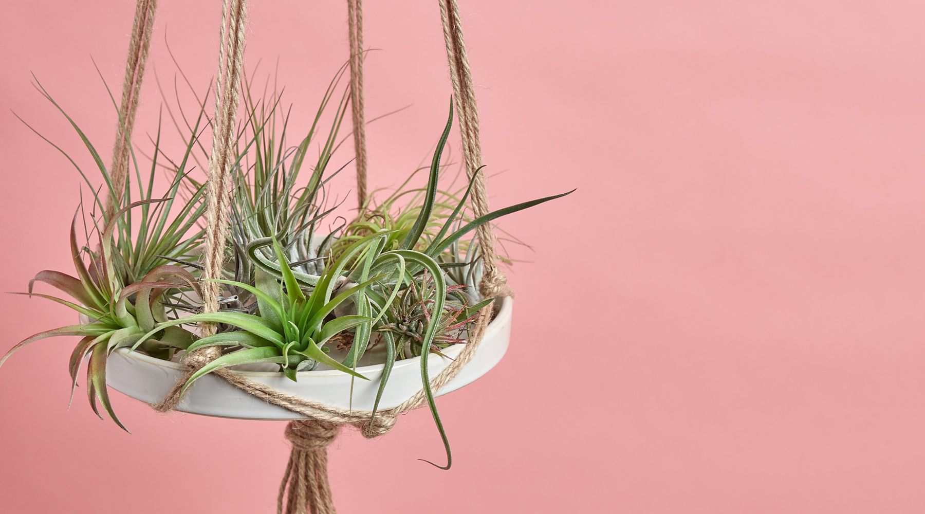 4 Awesome Air Plant Facts You Need To Know!