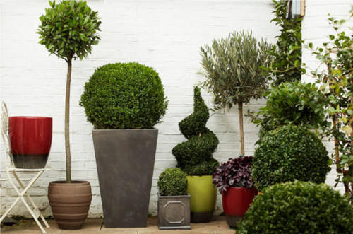 We've partnered with NURSERYSTOCK for all your outdoor plant needs.