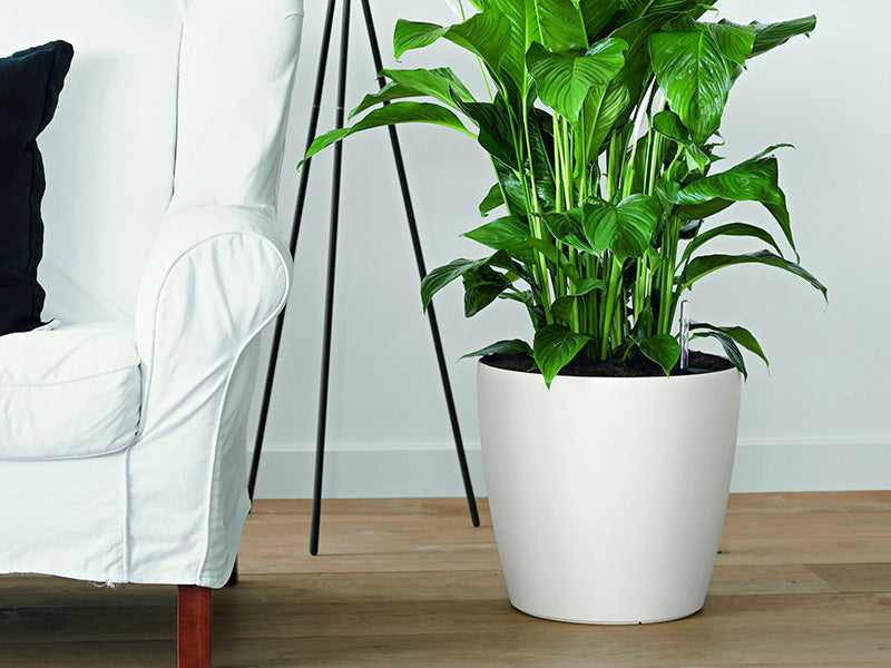 Goods to make your #Plantlyf easier!