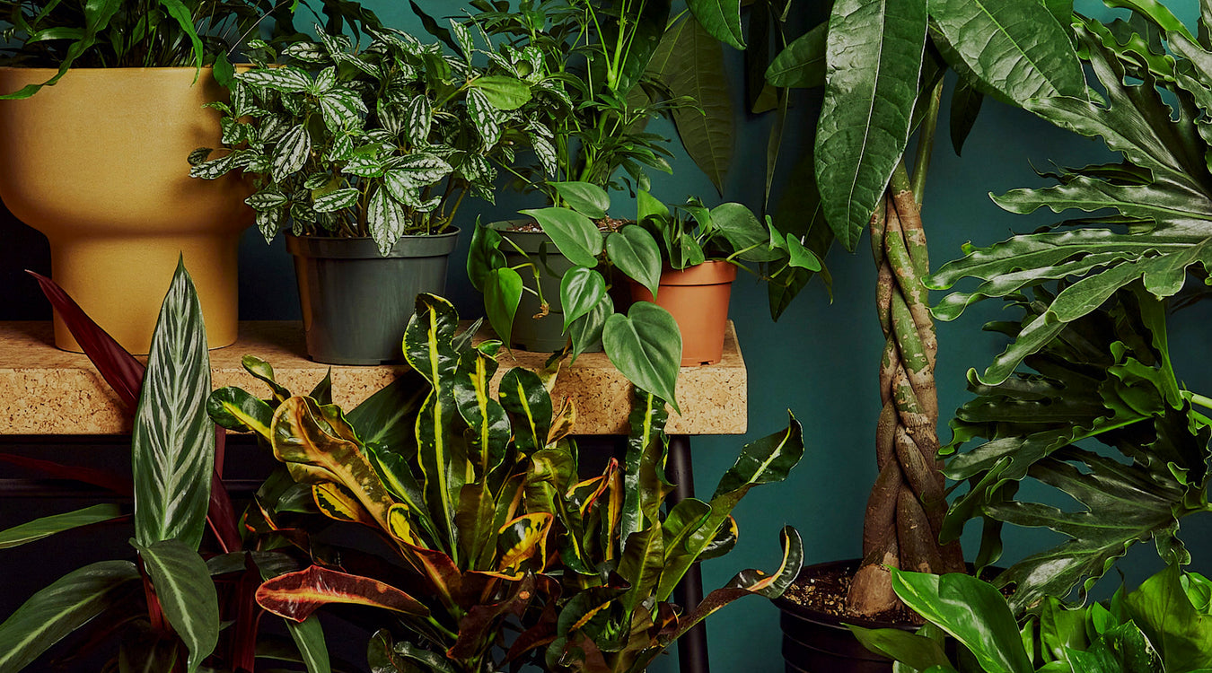 Gifts for Plant Lovers