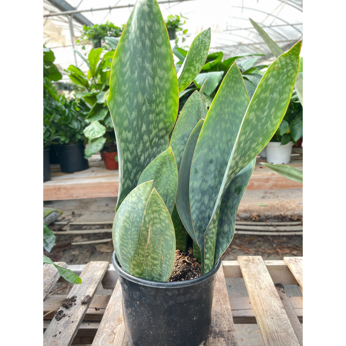 Snake Plant 'Mason Congo' - 10