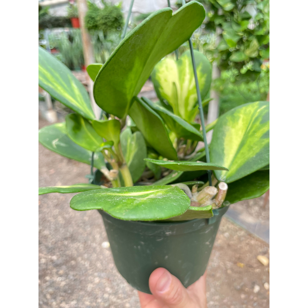 Hoya Heart 'Reverse Variegata' | Indoor Plant | Tropical Plant | Potted  Plant | House Plant Shop