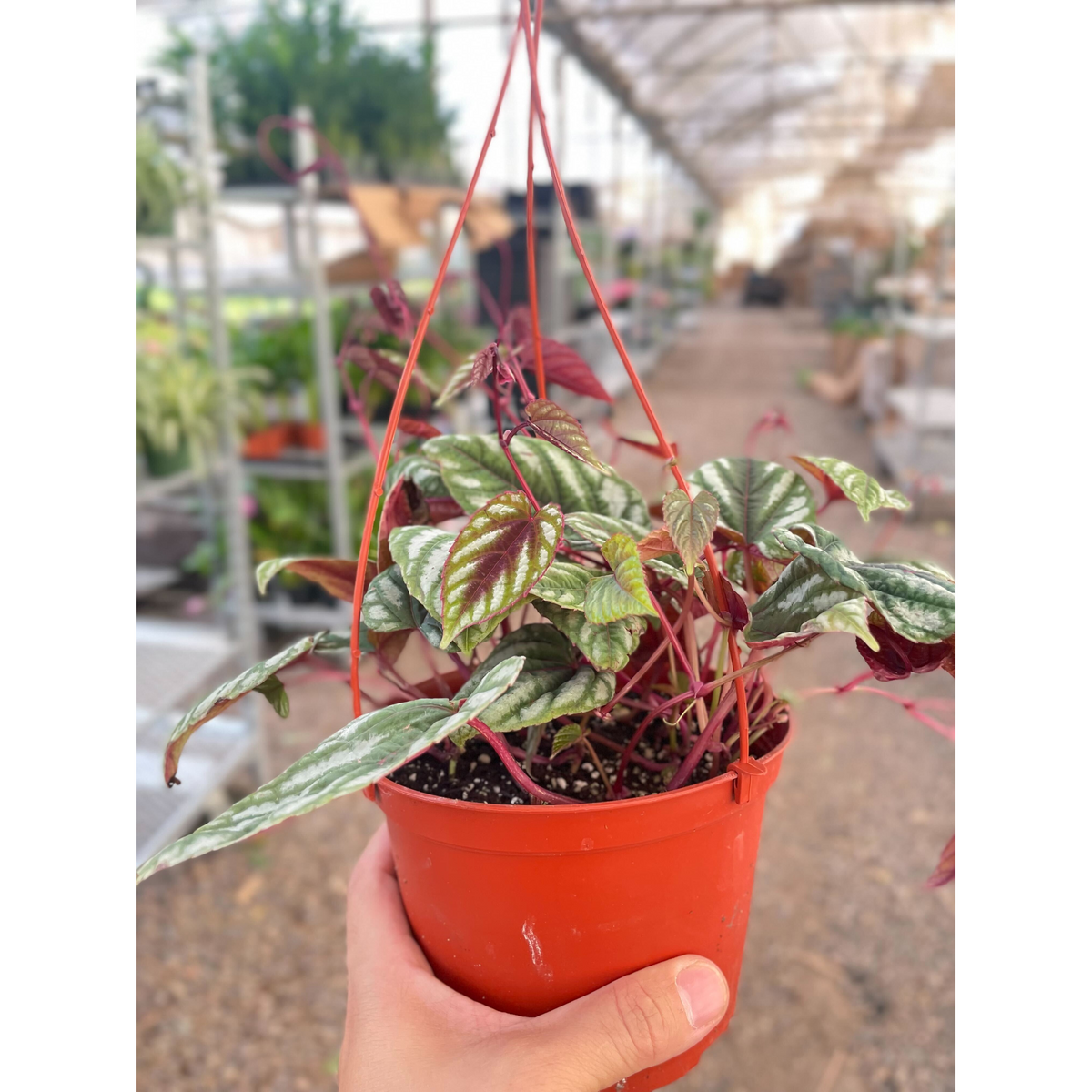 Begonia Rex Vine - 6