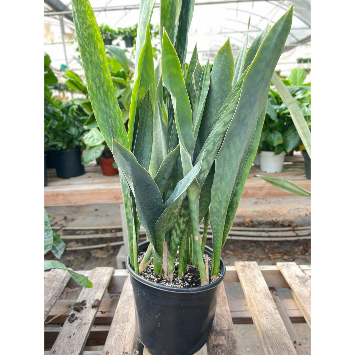 silver queen house plant Snake Plant 'Silver Queen' - 10" Pot